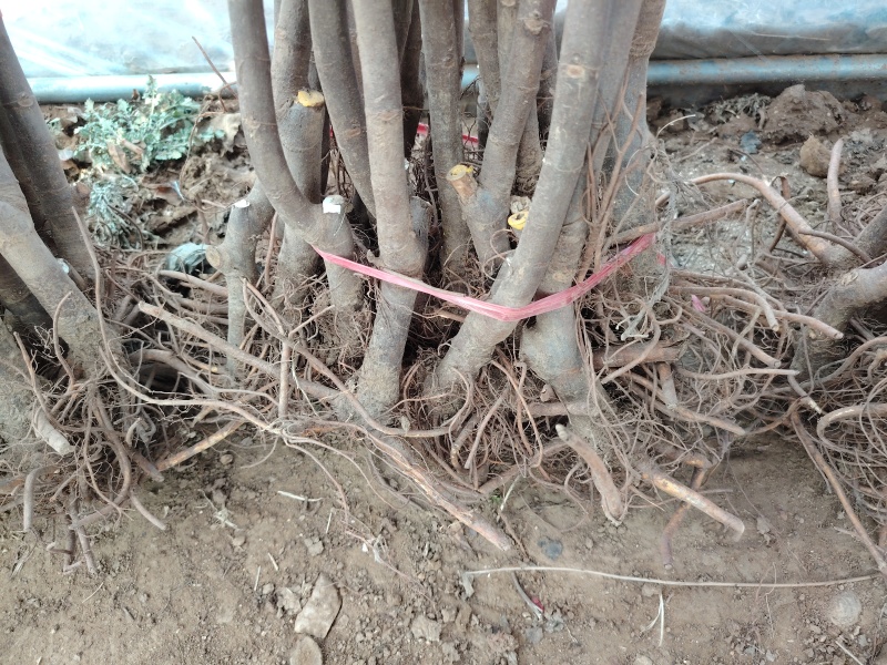 无花果树苗，品种有波姬红，芭劳奈，青皮，品种保证包邮包活