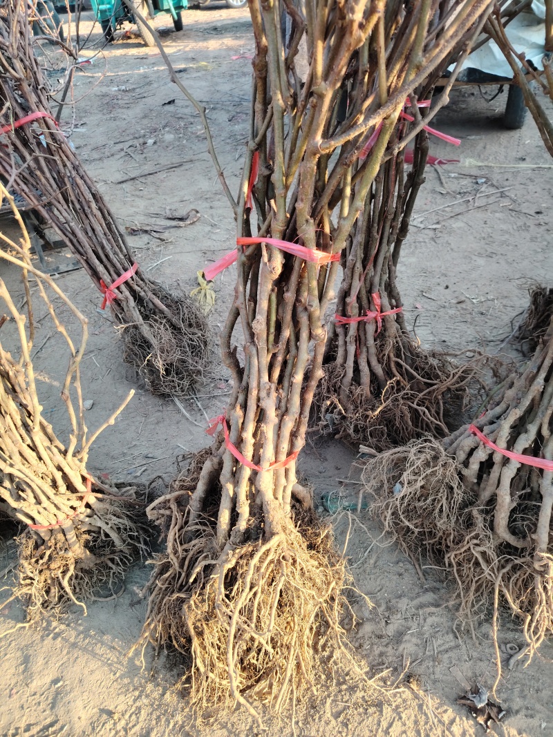 无花果树苗，品种有波姬红，芭劳奈，青皮，品种保证包邮包活