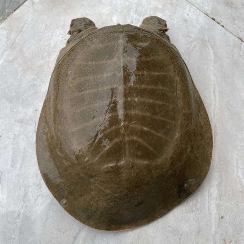 大山生态甲鱼