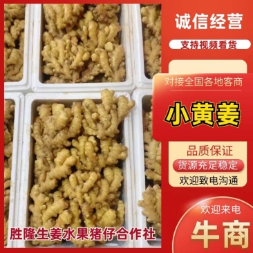 小黄姜/山东大黄姜/生姜/沙土姜视频看货发货全国