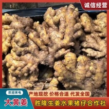 山东大黄姜/生姜/大黄姜辛辣味足货源稳定充足承接商超