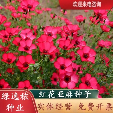 红花亚麻花种子豆麻花籽多年生宿根长花期室外阳台盆栽庭院