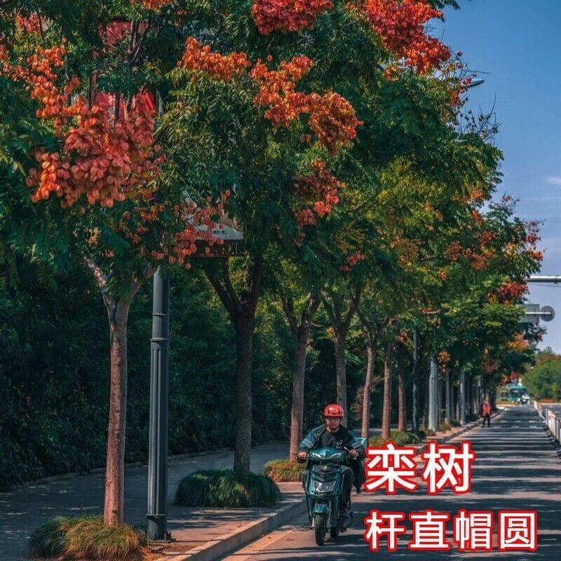 栾树苗栾树小苗黄山栾树苗黄山栾树小苗南方栾树