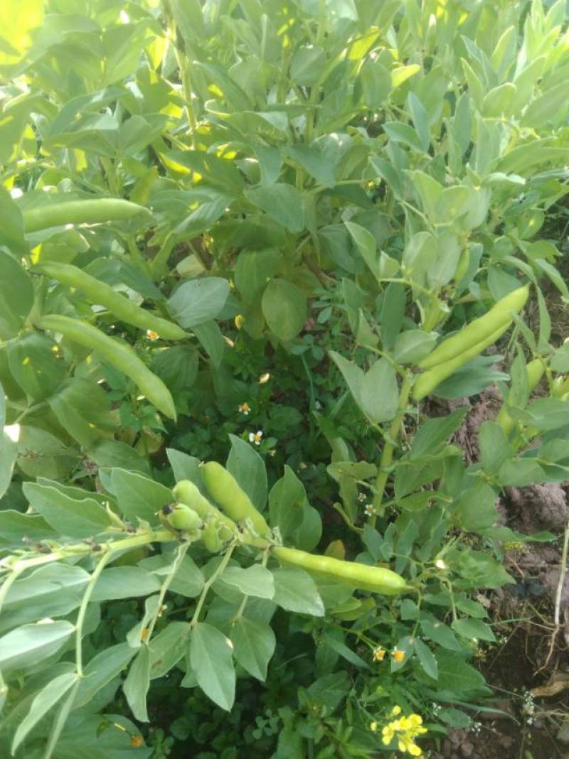 有需要的请联系，现有20亩的蚕豆