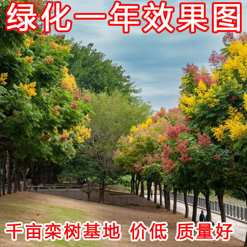 栾树苗栾树小苗黄山栾树苗黄山栾树小苗南方栾树