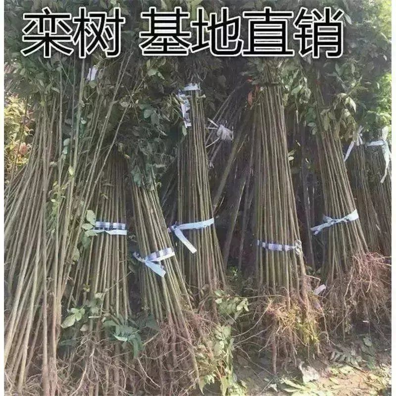 栾树苗栾树小苗黄山栾树苗黄山栾树小苗南方栾树