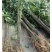 栾树苗栾树小苗黄山栾树苗黄山栾树小苗南方栾树