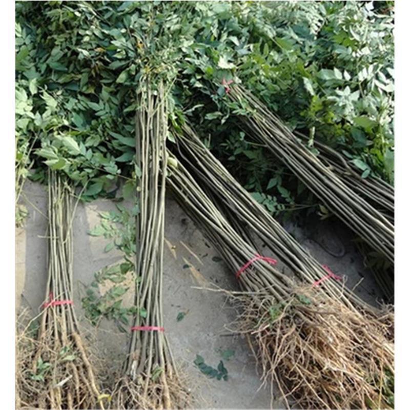 栾树苗栾树小苗黄山栾树苗黄山栾树小苗南方栾树