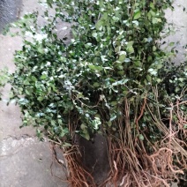 广西桂林野生药材绣花针、老鼠刺，一手货源、产地批发