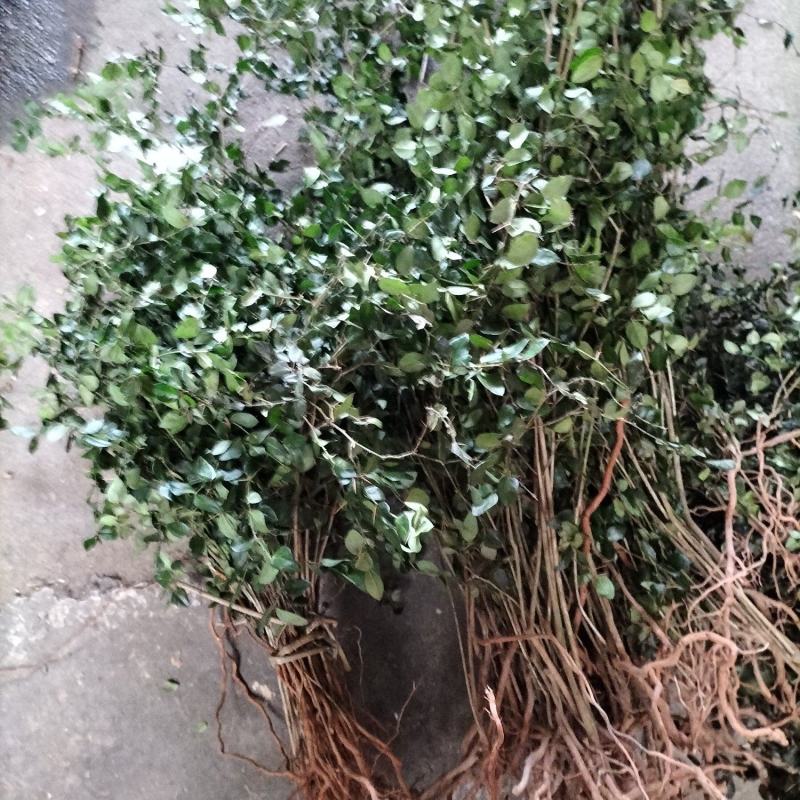 广西桂林野生药材绣花针、老鼠刺，一手货源、产地批发