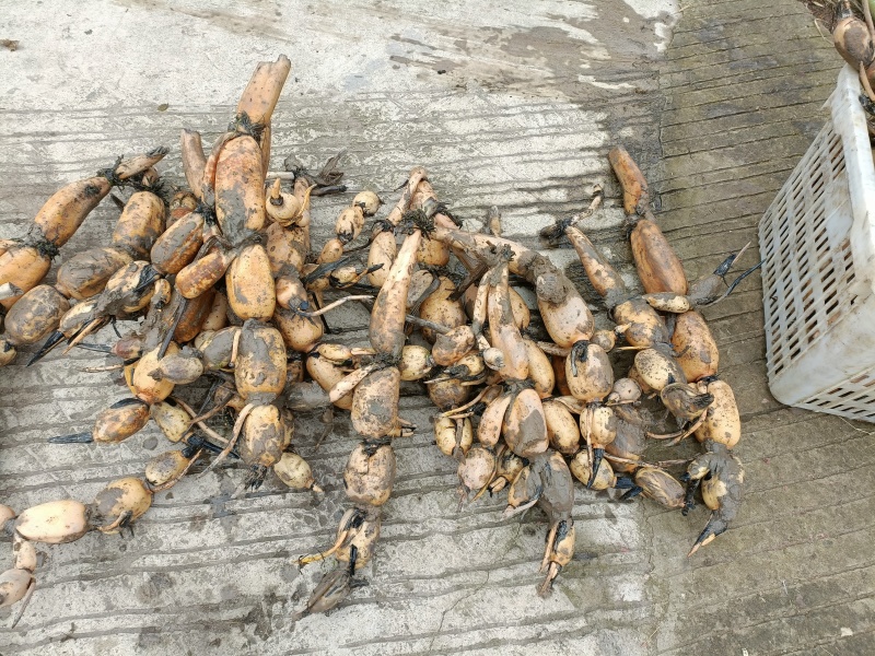 鄂莲6号老6号包纯农科院出来第二年田