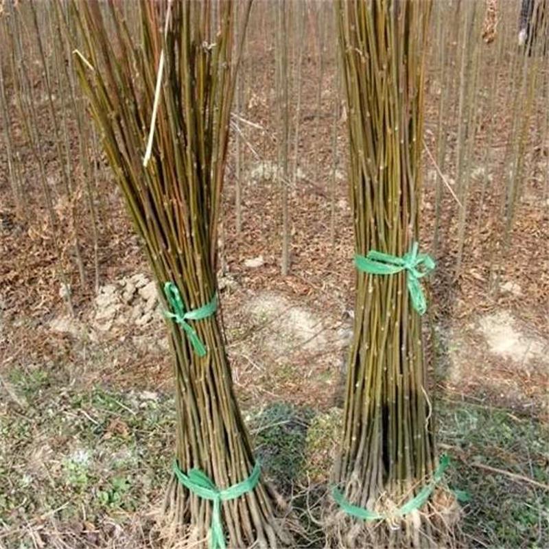 栾树苗栾树小苗黄山栾树苗黄山栾树小苗南方栾树