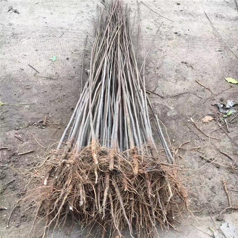 栾树苗栾树小苗黄山栾树苗黄山栾树小苗南方栾树