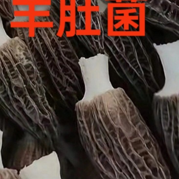 羊肚菌上市了，质量保证，欢迎选购，电商平台供应，超市供应