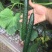 【密刺黄瓜】山东临沂沂南大棚一手货源统货一级精品都有