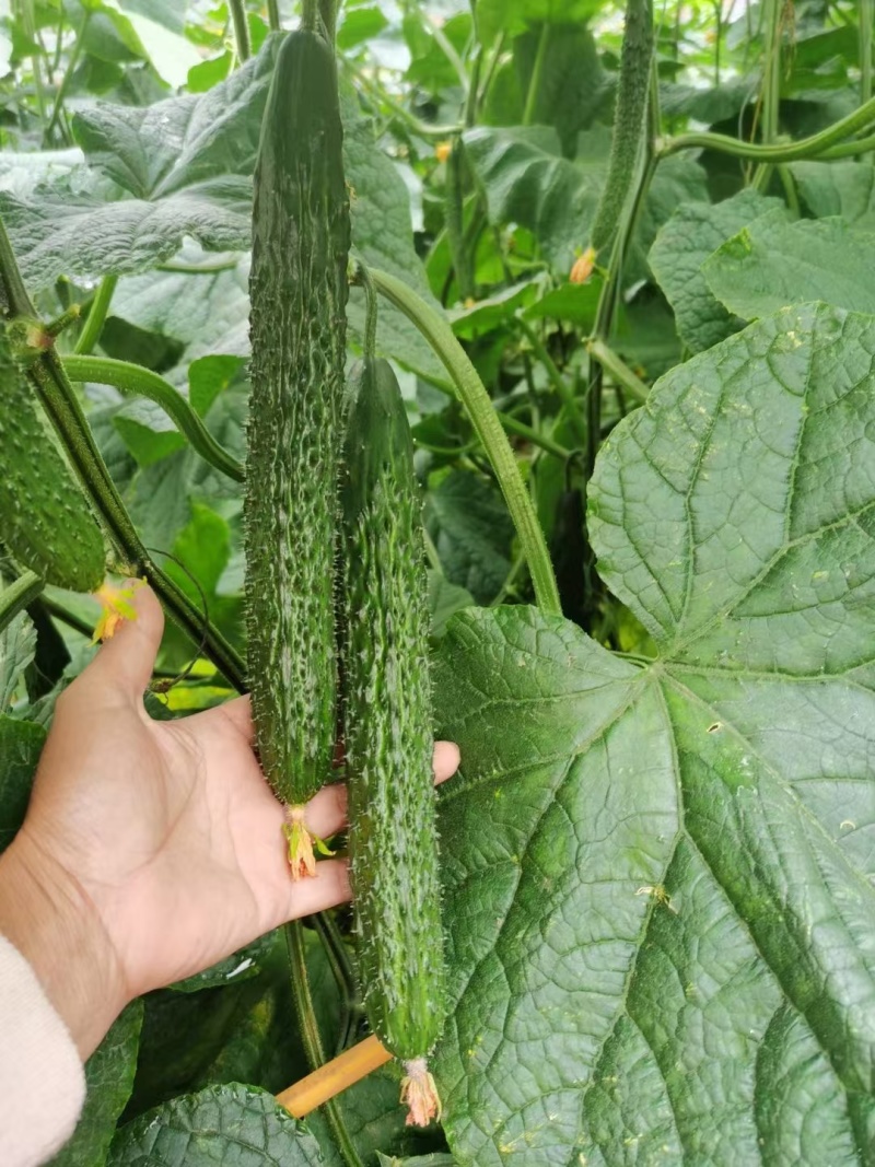 【密刺黄瓜】山东临沂沂南大棚一手货源统货一级精品都有