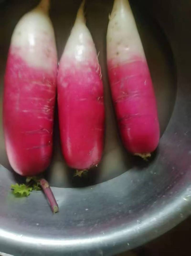 精品红樱萝卜