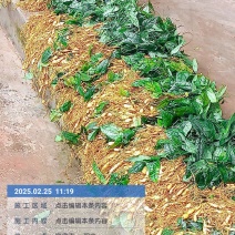 金果缆
