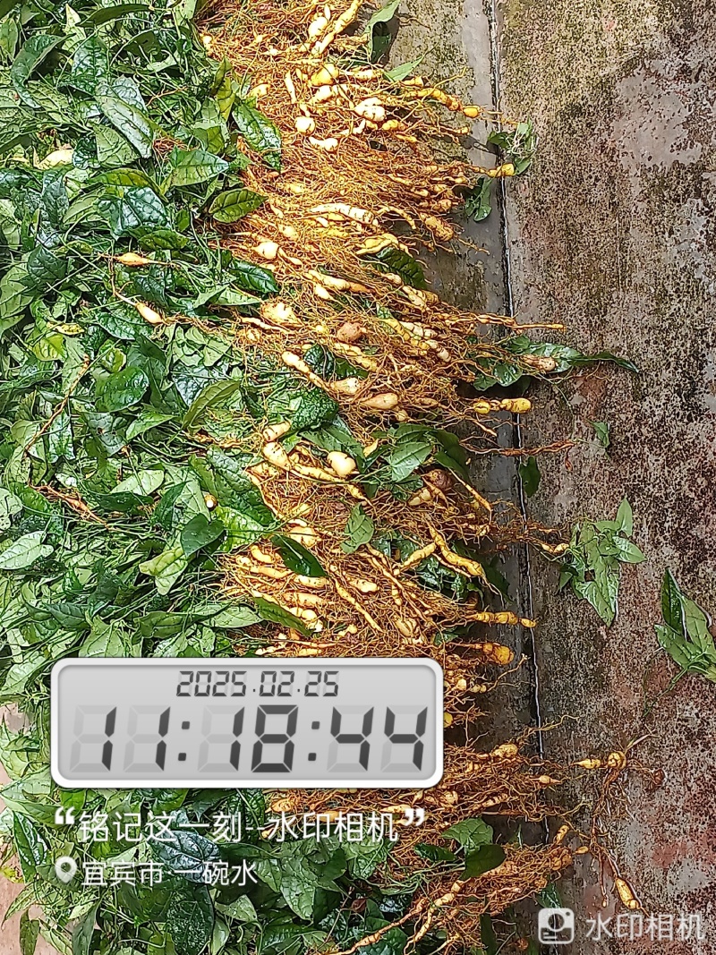 金果缆