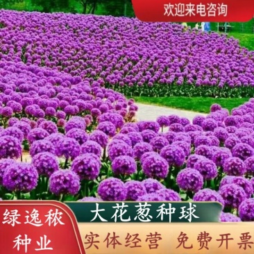大花葱种球荷兰进口耐寒花卉盆栽植物庭院地栽大葱花球根四季