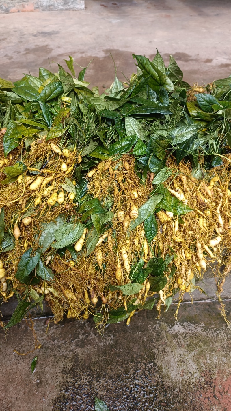金果缆
