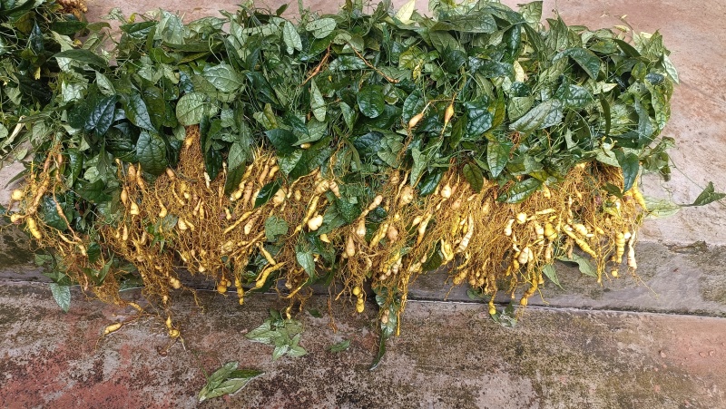 金果缆