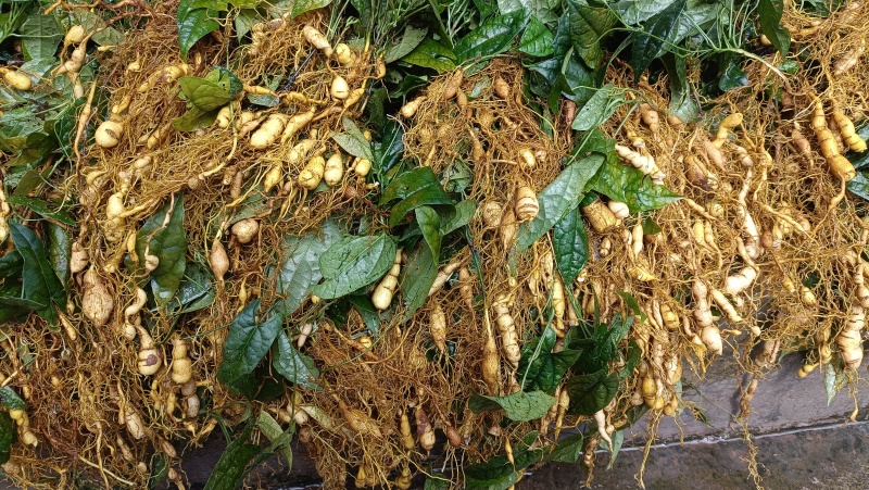 金果缆