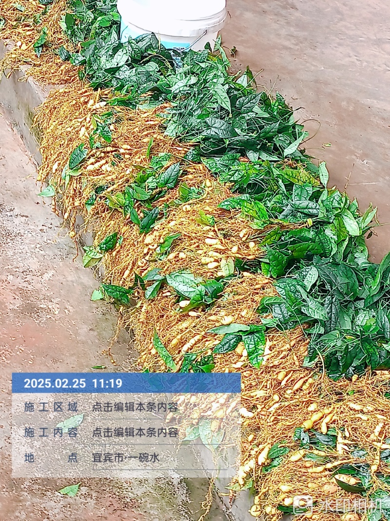 金果缆