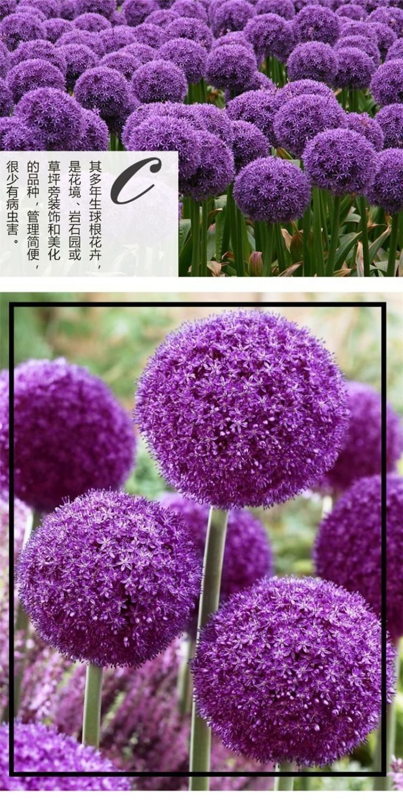 大花葱种球荷兰进口耐寒花卉盆栽植物庭院地栽大葱花球根四季