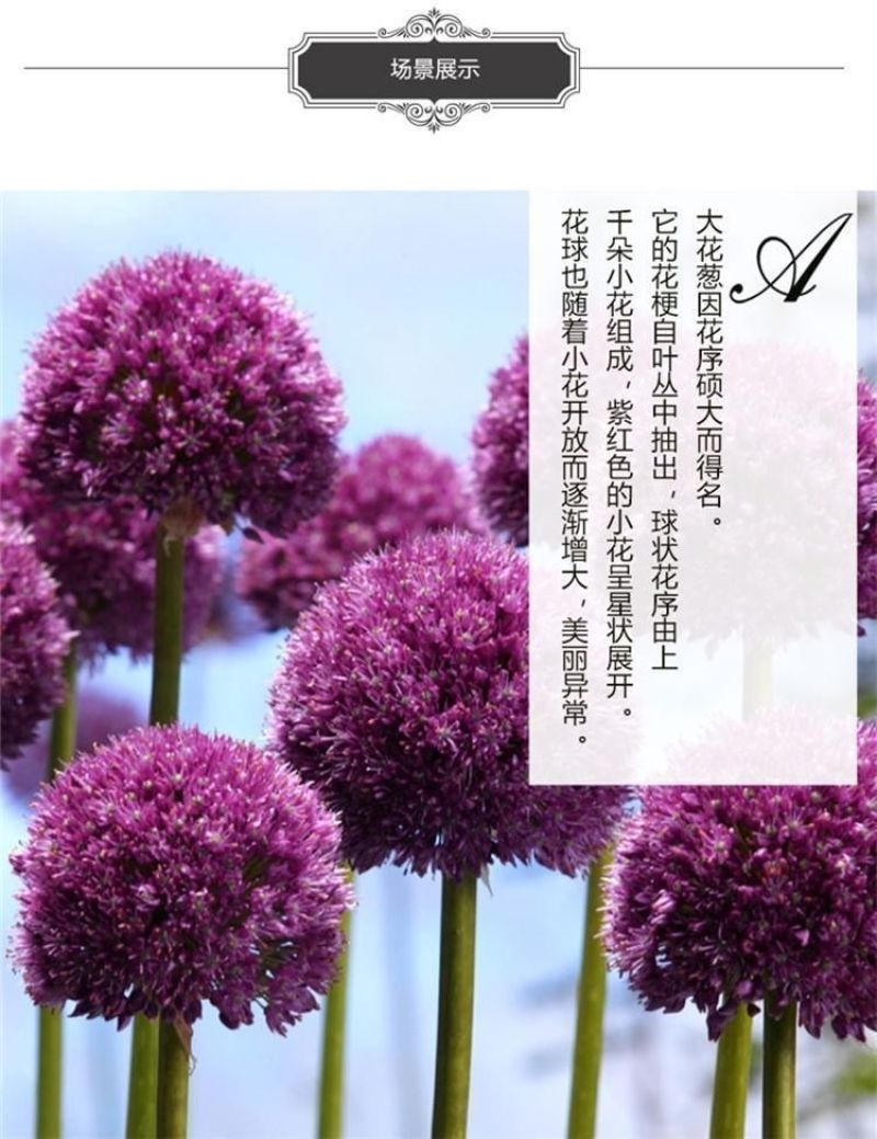 大花葱种球荷兰进口耐寒花卉盆栽植物庭院地栽大葱花球根四季