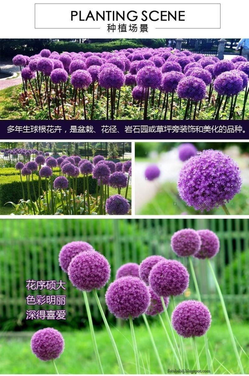 大花葱种球荷兰进口耐寒花卉盆栽植物庭院地栽大葱花球根四季
