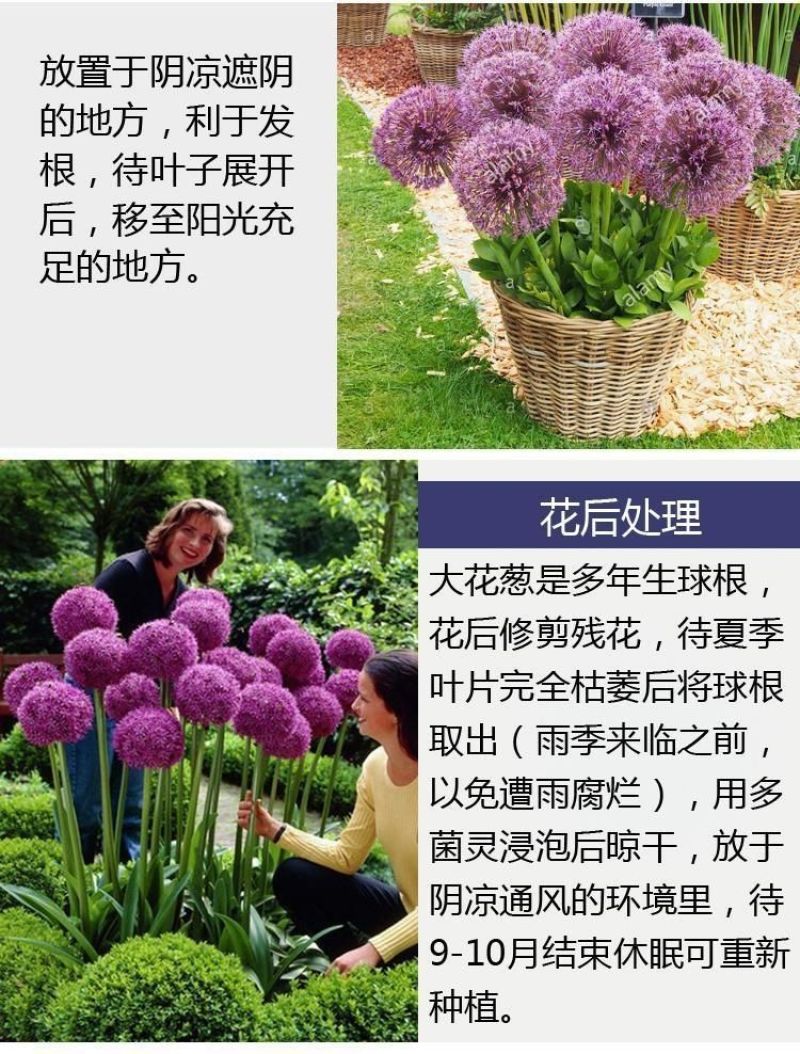 大花葱种球荷兰进口耐寒花卉盆栽植物庭院地栽大葱花球根四季
