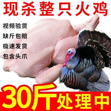 新鲜火鸡肉现杀整鸡全鸡散养农家火鸡整只火鸡肉包邮