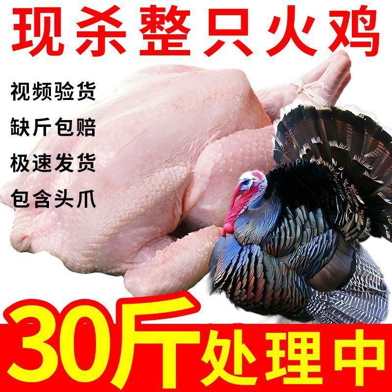 新鲜火鸡肉现杀整鸡全鸡散养农家火鸡整只火鸡肉包邮