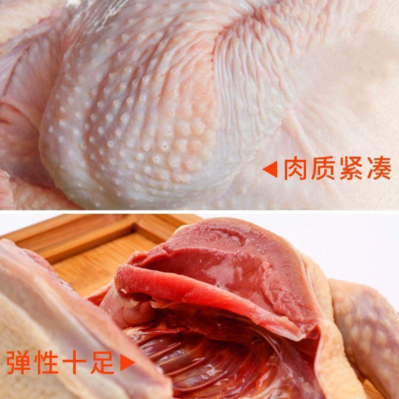 新鲜火鸡肉现杀整鸡全鸡散养农家火鸡整只火鸡肉包邮