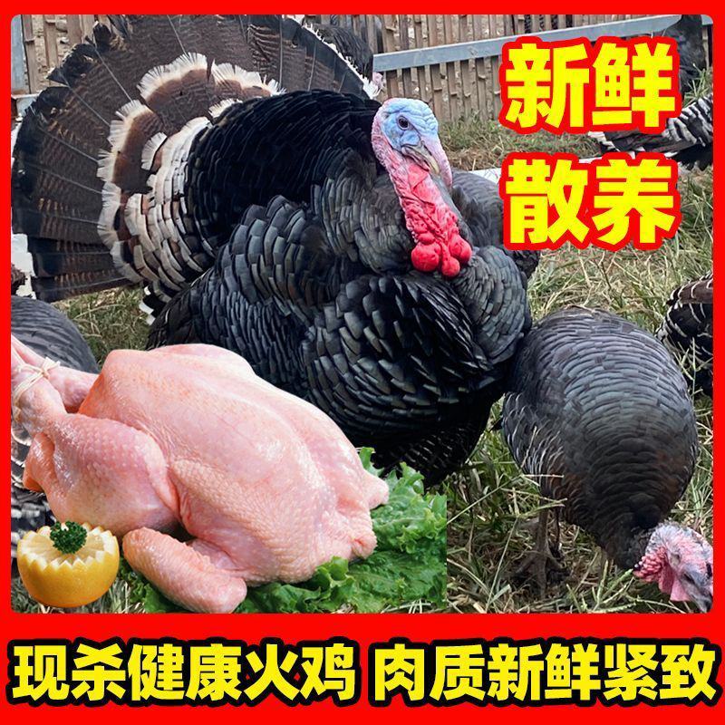 新鲜火鸡肉现杀整鸡全鸡散养农家火鸡整只火鸡肉包邮