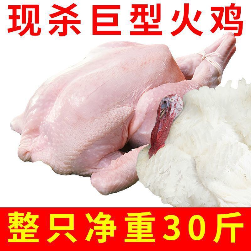 新鲜火鸡肉现杀整鸡全鸡散养农家火鸡整只火鸡肉包邮