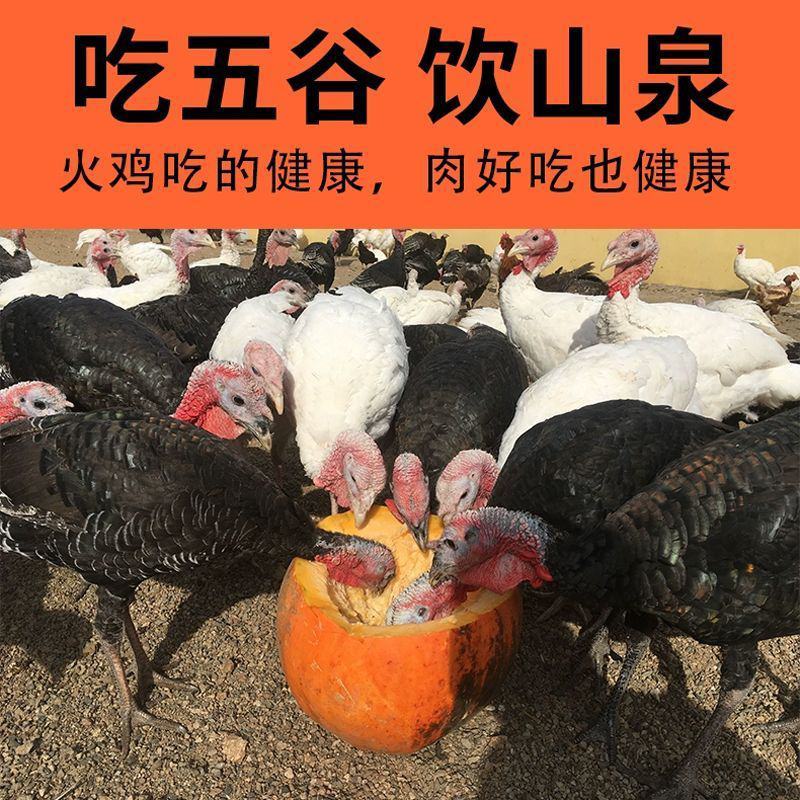 新鲜火鸡肉现杀整鸡全鸡散养农家火鸡整只火鸡肉包邮