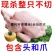 新鲜火鸡肉现杀整鸡全鸡散养农家火鸡整只火鸡肉包邮