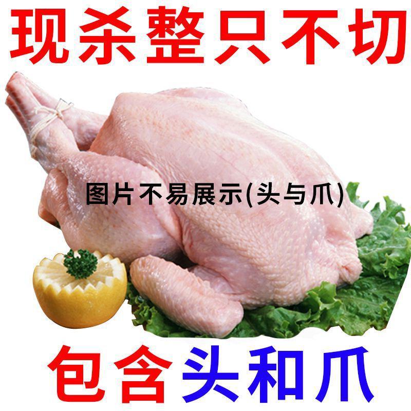 新鲜火鸡肉现杀整鸡全鸡散养农家火鸡整只火鸡肉包邮