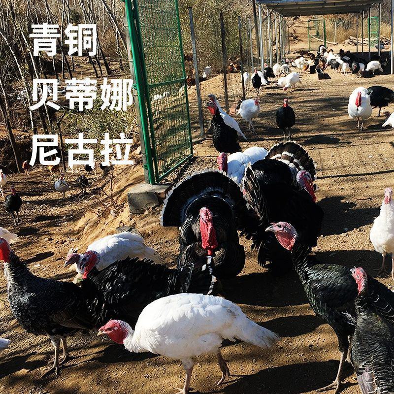 新鲜火鸡肉现杀整鸡全鸡散养农家火鸡整只火鸡肉包邮