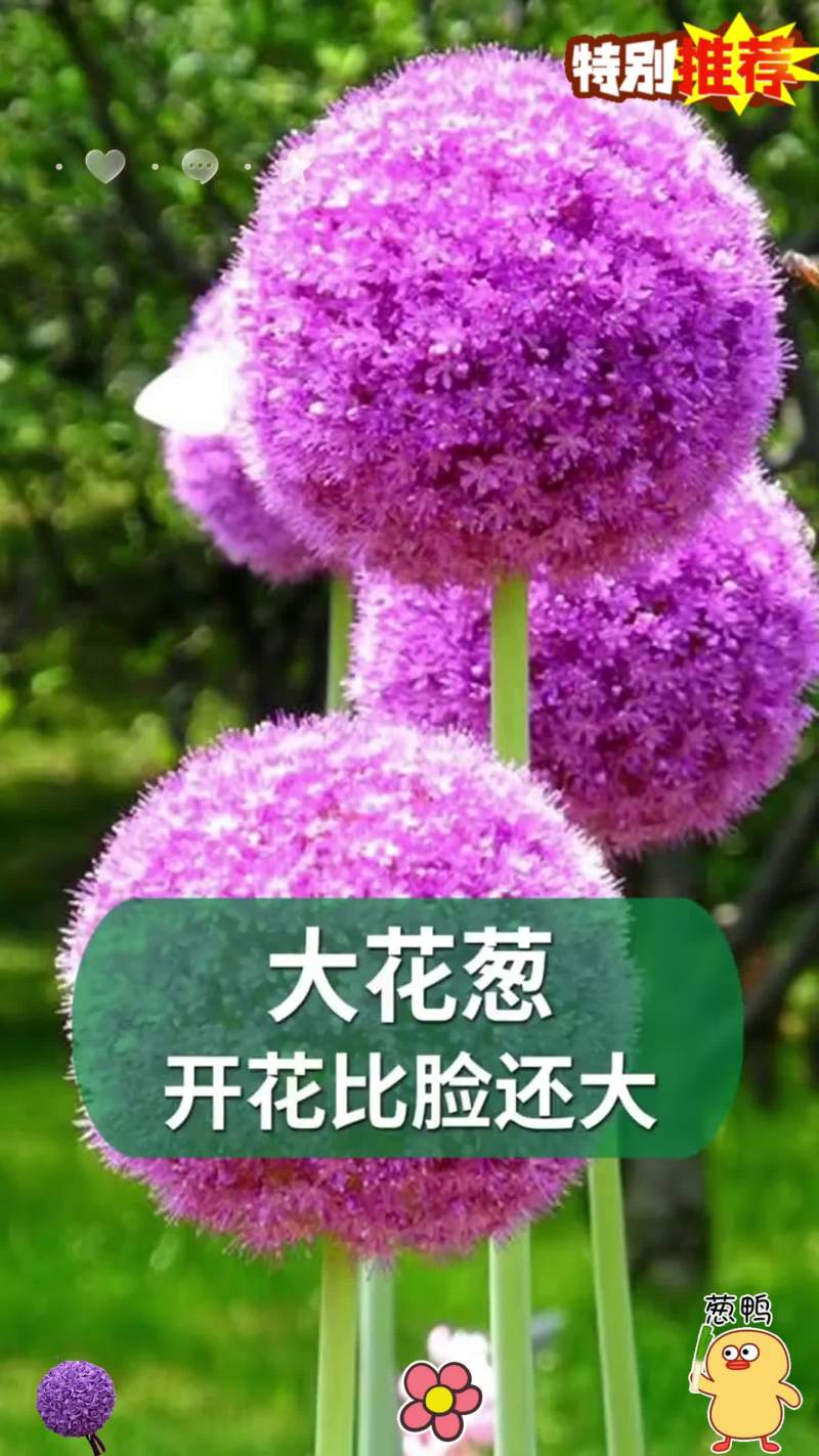 大花葱种球荷兰进口耐寒花卉盆栽植物庭院地栽大葱花球根四季