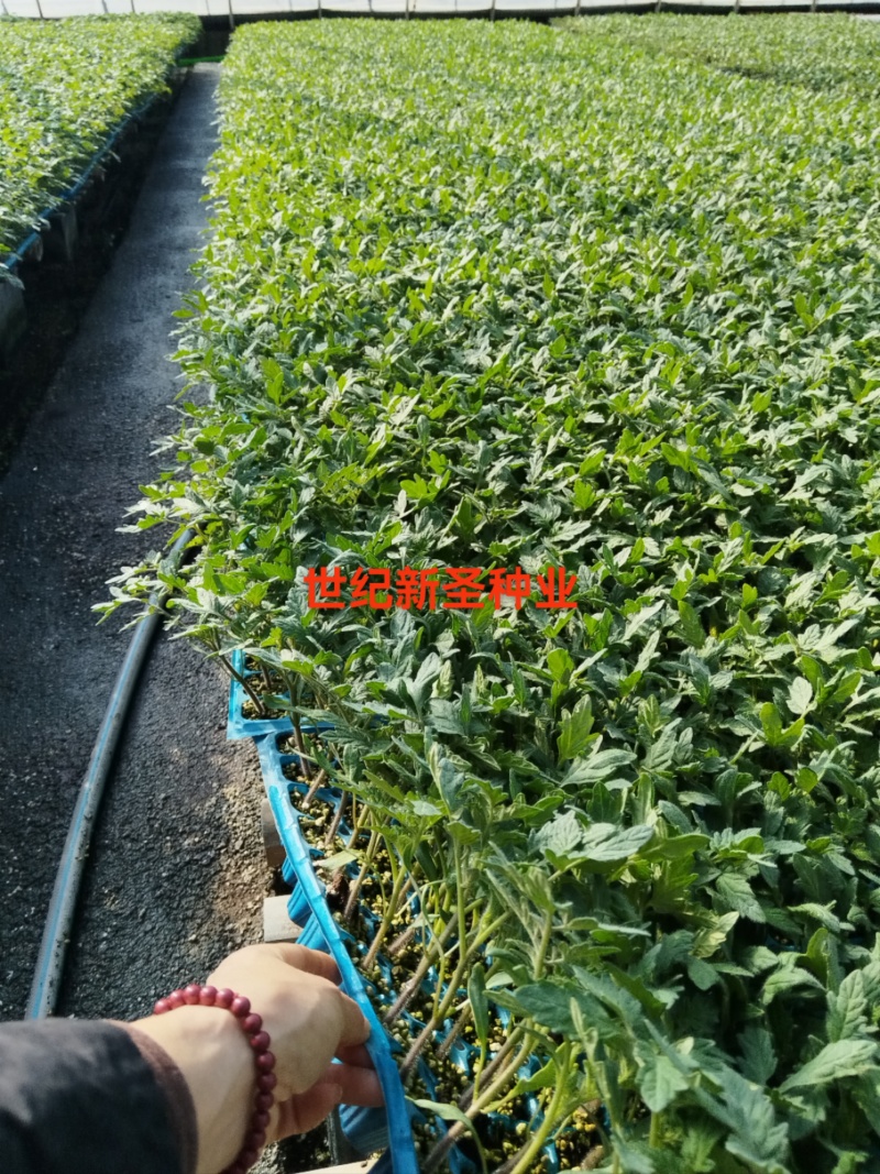 早熟大果抗病毒抗死棵硬粉番茄苗西红柿苗抗根腐抗灰叶斑高产