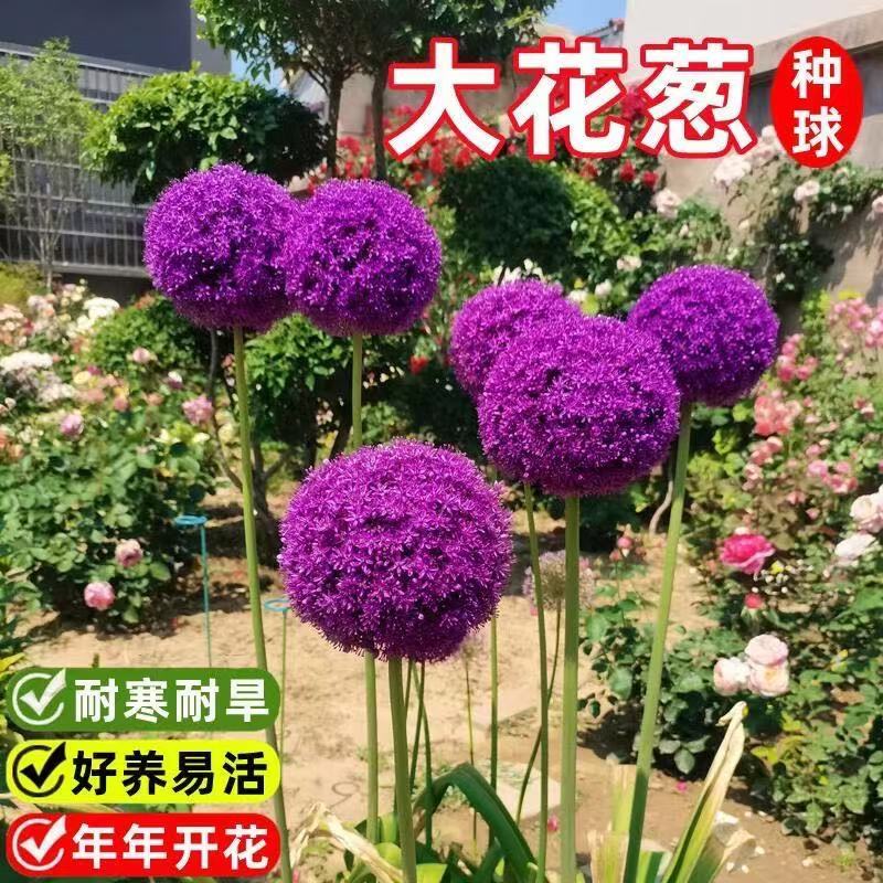 大花葱种球荷兰进口耐寒花卉盆栽植物庭院地栽大葱花球根四季