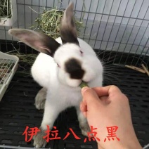 大型肉兔成年种兔比利时成年兔中华黑兔黄兔八点黑大可食用养