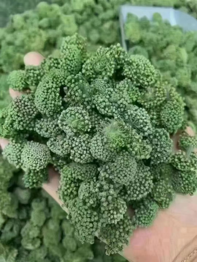 三七花，云南文山产地三七花一手货源一件代发