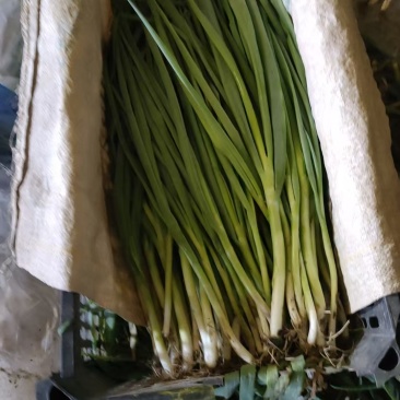 精品小香葱