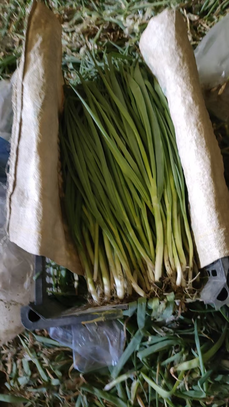 精品小香葱