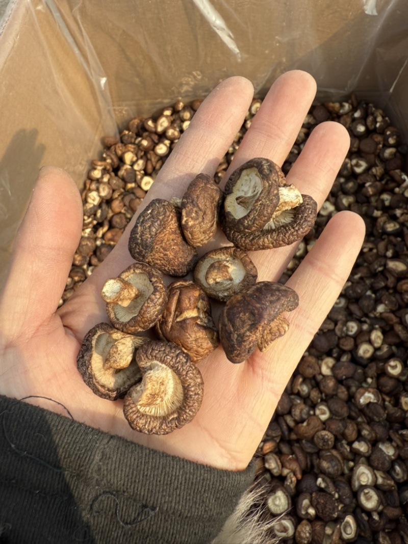 包邮油面新冬菇2～2.5～3厘米干香菇量大从优