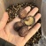 包邮油面新冬菇2～2.5～3厘米干香菇量大从优